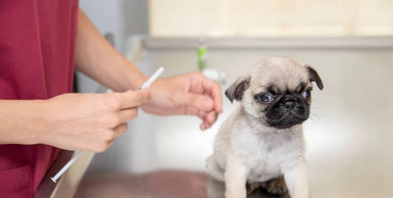 预防犬病，从一针预苗开始（了解小狗的弟一针预苗）