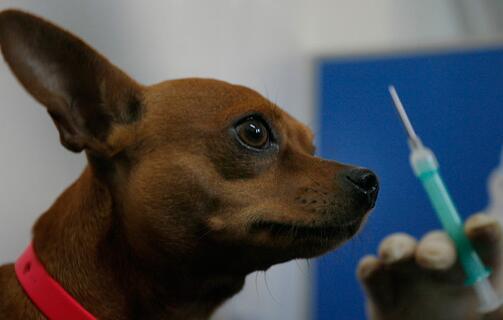 预防犬病，从一针预苗开始（了解小狗的弟一针预苗）