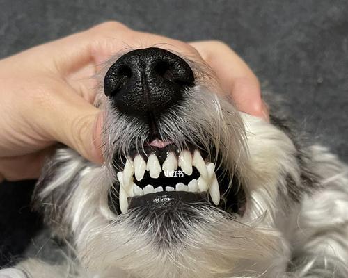 小狗为什么会掉牙（探究宠物牙齿脱落的原因及处理方法）