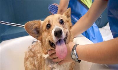 宠物小狗第一次来月经多久可以洗澡（小狗来月经后注意事项及洗澡时间）