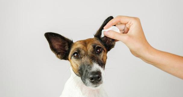 如何清洁小狗耳朵（宠物健康之道）