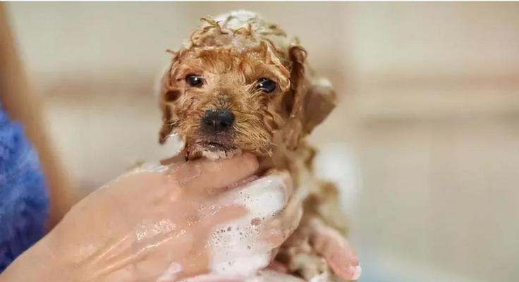 宠物小狗狗多久需要洗一次澡（毛发清洁需求）