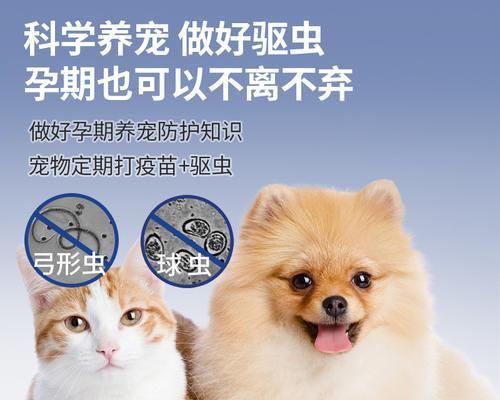 小狗狗有球虫，发烧是常见症状吗（宠物犬球虫病的症状及治疗方法）