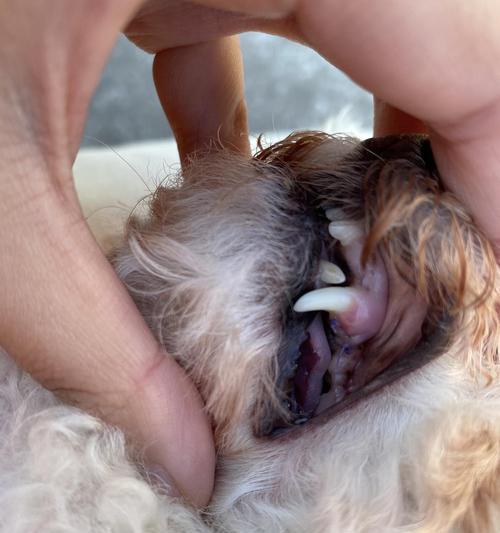 小狗喉咙发炎的原因、症状及治疗方法（宠物主人必看）