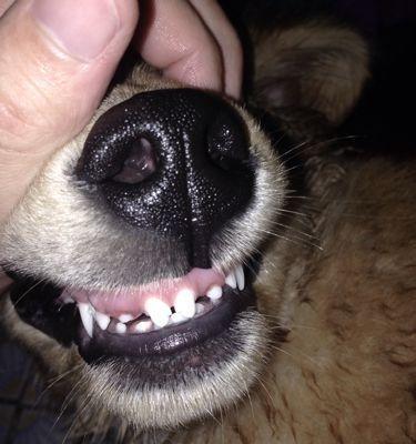 小狗换牙期牙齿会自然掉落吗（了解小狗换牙期的注意事项）