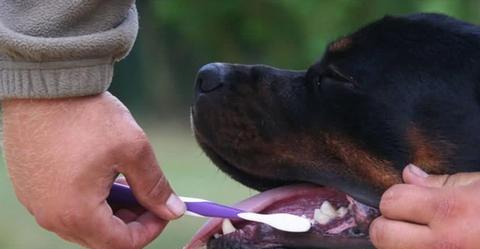 小狗结石的检查与预防（保护宠物健康的关键——及时发现小狗结石）