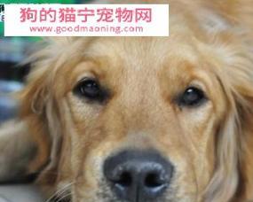 小狗犬瘟热的症状及预防（宠物主人必看）