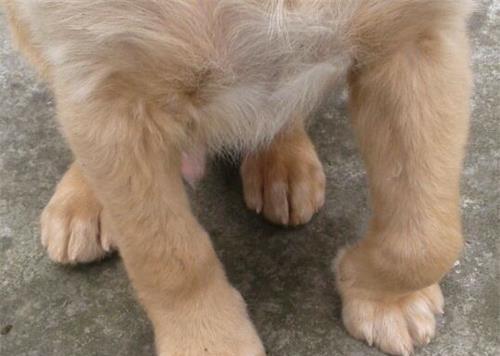 小狗腿受伤流血怎么处理？——宠物主人必读的处理方法