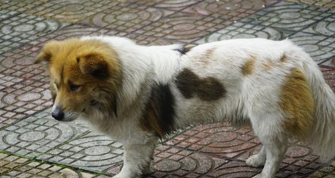 小狗尾巴上的白毛是什么原因（探究小狗尾巴上白毛的成因及对宠物健康的影响）