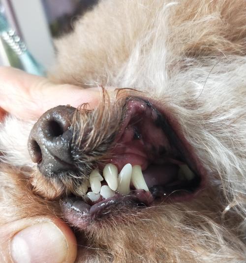 小狗牙变小的原因与处理方法（宠物狗的口腔健康需关注）