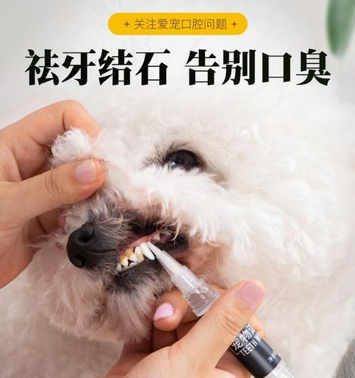 小狗牙变小的原因与处理方法（宠物狗的口腔健康需关注）