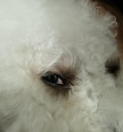 小狗眼睛肿了，原因和治疗方法详解（探究小狗眼睛肿胀的原因和对策）