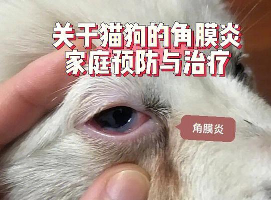 小狗眼皮红肿治疗方法（宠物眼部健康保养指南）