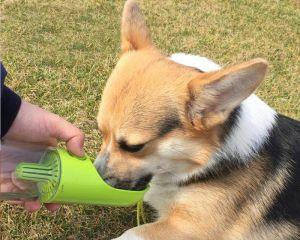 狗狗为什么总是喝不停的水（探究狗狗喝水的原因与注意事项）