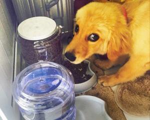 小狗为什么一直想喝水（宠物健康的重要性与养护技巧）