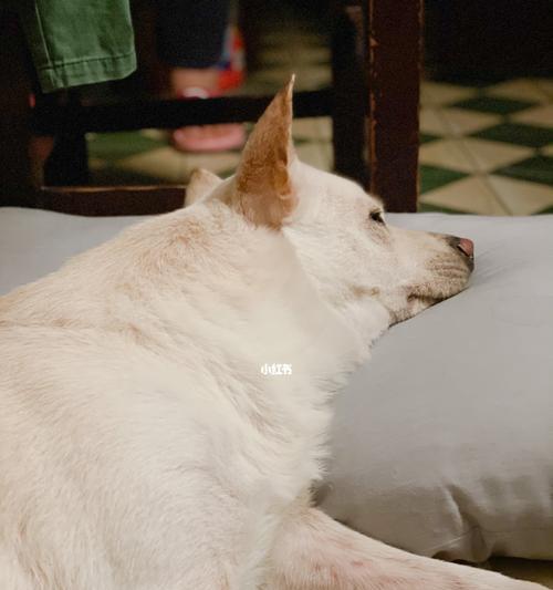 狗喜欢的睡眠环境大揭秘（揭秘狗狗睡觉的习惯和偏好）