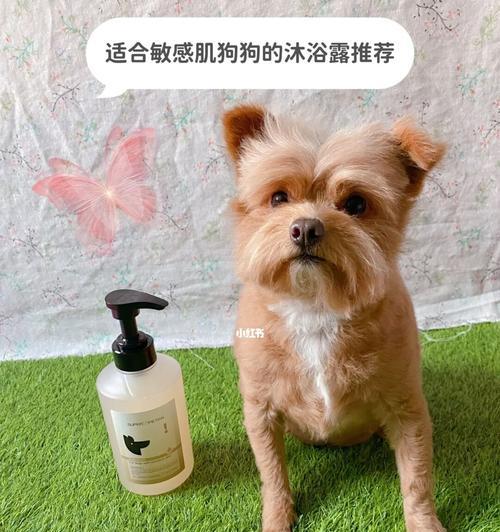 如何为你的宠物狗选择适合的洗澡肥皂（以狗洗澡用什么肥皂好）