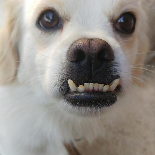 狗长双排牙的原因及处理方法（宠物牙齿健康的重要性与应对之策）