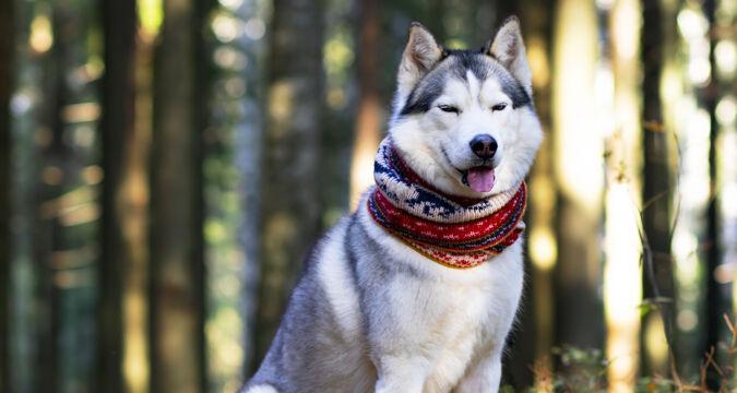 以和狼一样的狗——中华田园犬的魅力（探寻田园犬之美）