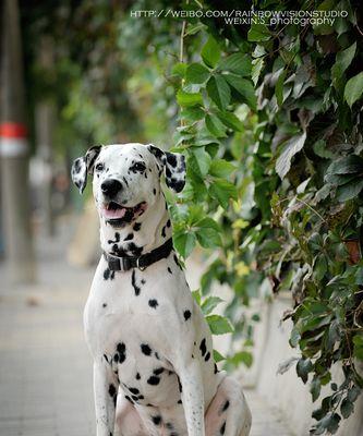 探秘花斑狗的品种及特征（宠物犬中的“色彩斑斓”系）