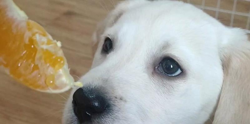 狗狗怀孕期间可以吃橘子吗（探讨狗狗怀孕期间食用橘子的可行性及注意事项）