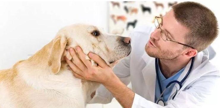怀孕狗狗发烧该如何治疗（给你的宠物提供舒适的疗养环境）
