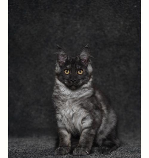 魅影隐现——灰黑相间猫的探秘（探寻灰黑相间猫的品种）