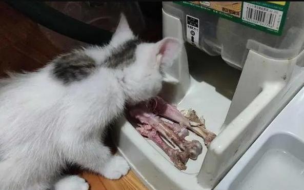 怎么让流浪猫吃东西（从宠物护理到食物选择）