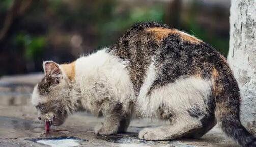 小猫有狂犬病（了解狂犬病的危害与预防措施）