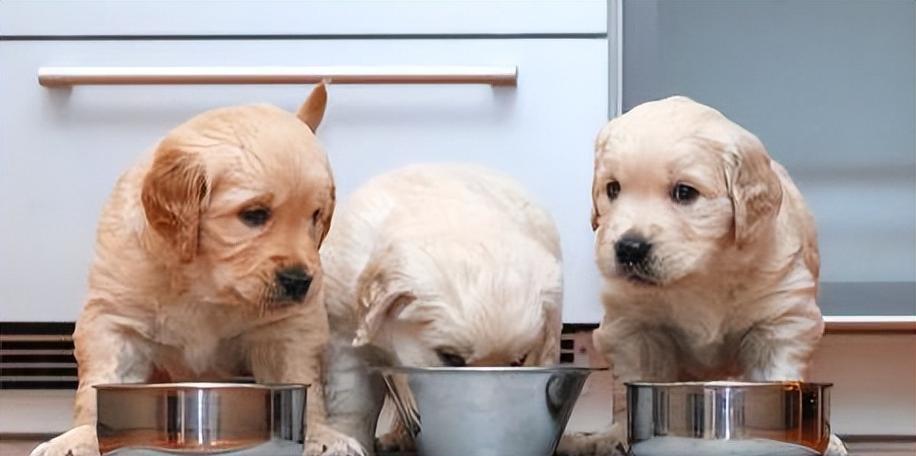 金毛犬的饮食指南——如何选择适合国产狗粮（以宠物为主）