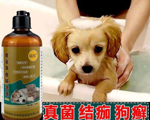 如何治疗金毛犬得螨虫（掌握正确的治疗方法）