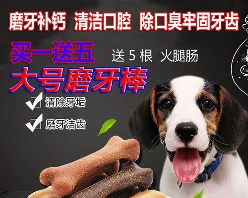 金毛犬怀孕期间药物管理（宠物用药的注意事项）