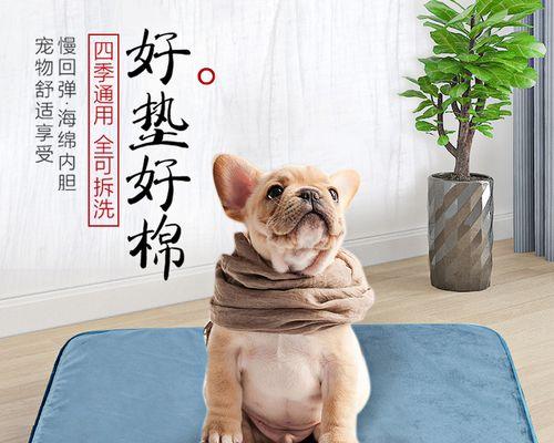 金毛犬吐吃药怎么办（宠物药物应用小贴士）