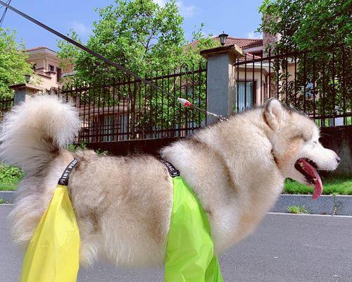 金毛犬吐吃药怎么办（宠物药物应用小贴士）