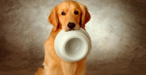 如何给你的金毛犬提供均衡营养（饮食对宠物健康的重要性）