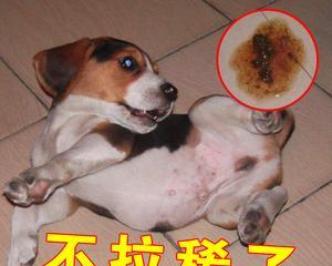 金毛幼犬误食馒头后的拉稀怎么办（以宠物为主）