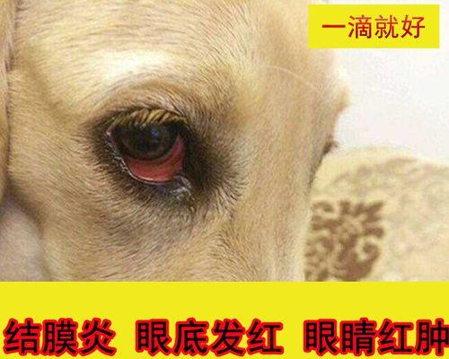 看什么都是狗的病——揭开宠物狂犬病的真相（狗狗和人类都需要保护）