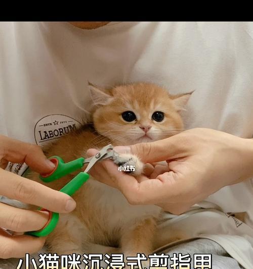 如何为宠物猫咪剪指甲（一步一步教你正确剪指甲）