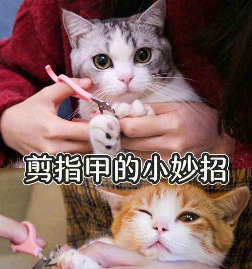 如何为宠物猫咪剪指甲（一步一步教你正确剪指甲）