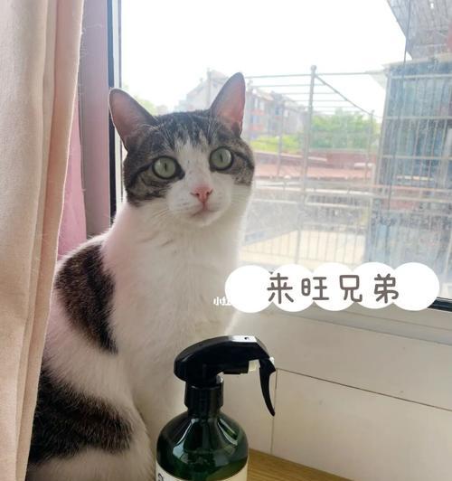 如何为宠物猫咪剪指甲（一步一步教你正确剪指甲）