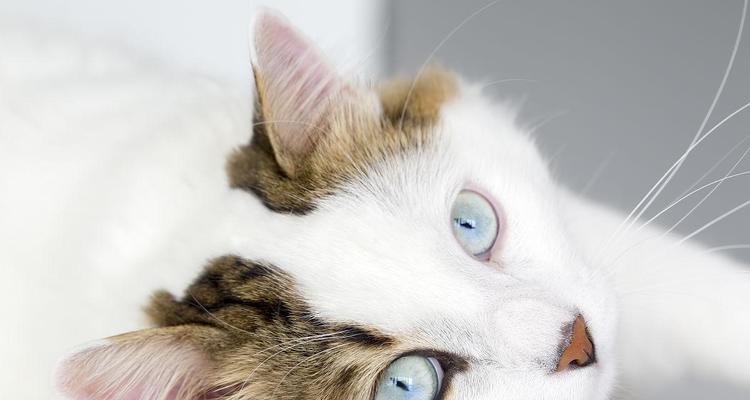 如何正确观察猫咪的眼睛（以宠物为主）