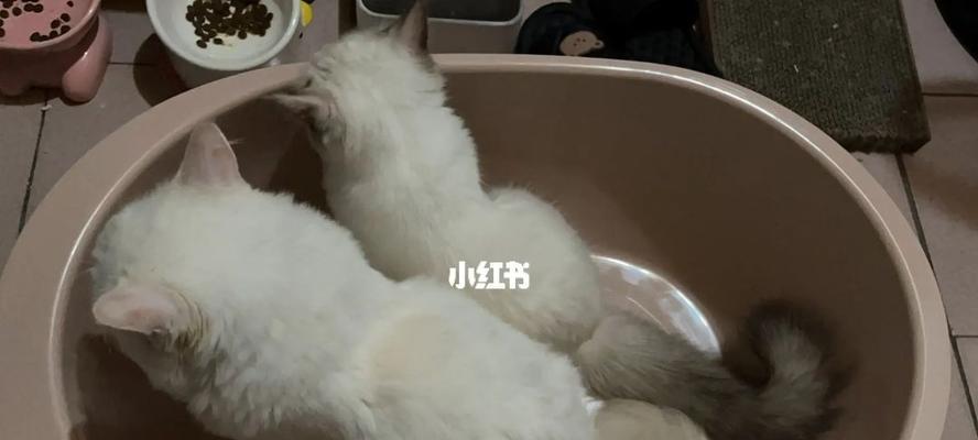 混着猫粮一起吃，让宠物更健康（探秘宠物对不同猫粮的偏好）