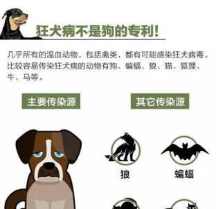 狂犬病对小猫的传染危险性（狂犬病与小猫健康的关系及预防方法）