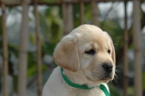 拉布拉多一岁算什么犬（探究拉布拉多犬年龄计算方法及其特点）