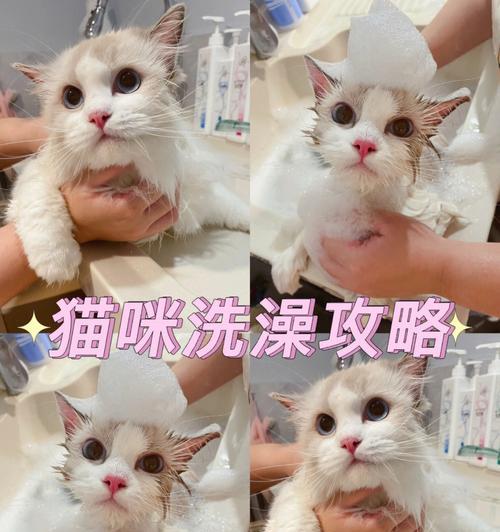 俩个月大的猫咪能否洗澡（宠物猫咪的清洁与护理）