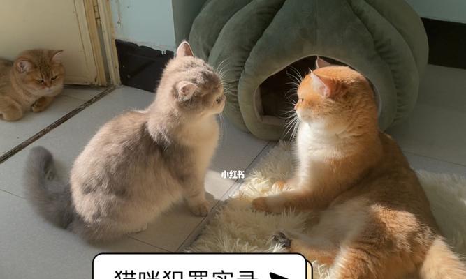 宠物猫打架怎么办（掌握这些技巧）