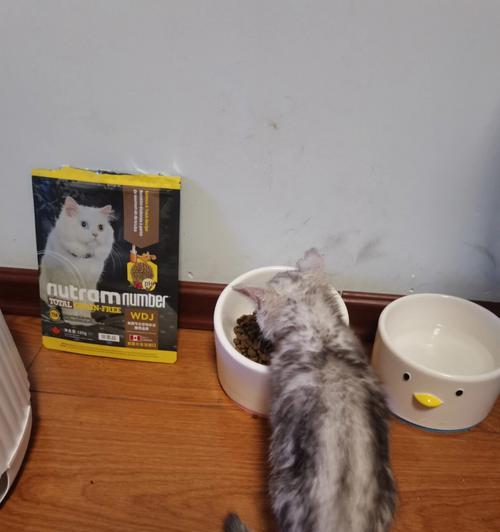 两个月半小猫的日常猫粮摄取量（了解小猫的食量）