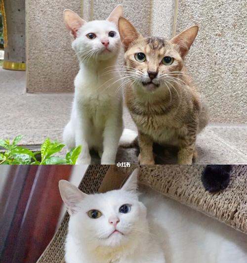 两只小猫的成长之路（宠物养育指南-从小猫到大猫）