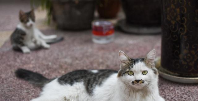 流浪猫狗的生存需求与保护措施（解读流浪猫狗的生存之道）