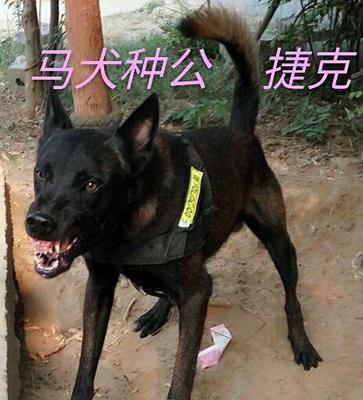 宠物教育重要性——以马犬不知道怎么x为例（培养宠物良好行为习惯）